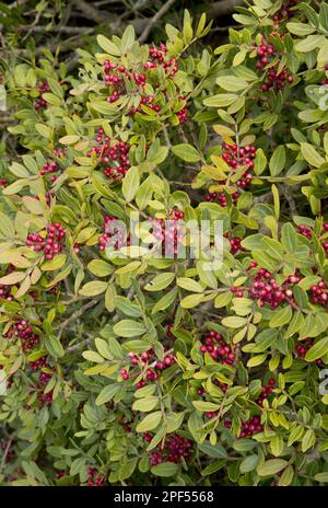 Mastix (Pistacia lentiscus) Baum Nahaufnahme von Blättern und Früchten, Frankreich Stockfoto