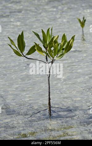 Weiße Mangroven (Laguncularia racemosa), die am Gezeitenrand wachsen, Bonaire, westliche Antillen, kleine Antillen, Karibik Stockfoto