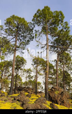 Kiefer der Kanarischen Inseln (Pinus canariensis), die zwischen Felsen in einem bewaldeten Gebiet, Teneriffa, Kanarische Inseln wachsen Stockfoto