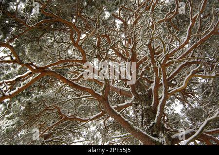 Schottische Kiefer (Pinus sylvestris), reif, schneebedeckte Zweige, Cairngorms N. P. Highlands, Schottland, Vereinigtes Königreich Stockfoto