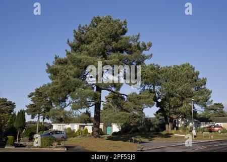 Angewohnheit der Seekiefer (Pinus pinaster), reifer Baum, der in einem Wohngebiet wächst, Christchurch, Dorset, England, Vereinigtes Königreich Stockfoto