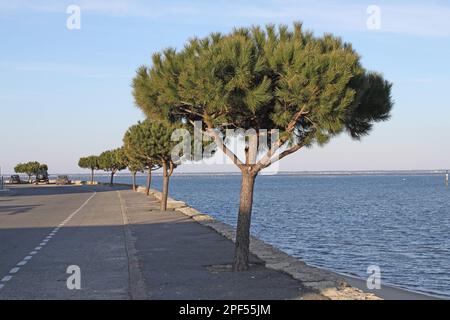 Stone Pine (Pinus pinea) Gewohnheit, Anbau an Ufermauern, Arcachon, Aquitanien, Frankreich Stockfoto