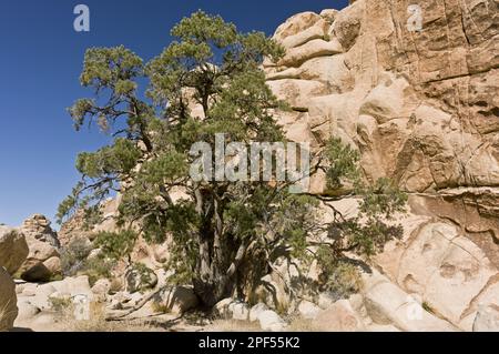 Einblättrige Kiefer, Einblättrige Kiefer (Pinus monophylla), Nusskiefer, Einnadelkiefer, Einnadelnusskiefer, Familie Kiefer, Einblättrige Pinyonkiefer Stockfoto