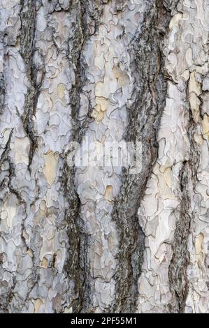 Schwarzkiefer (Pinus nigra) Nahaufnahme der Rinde im Garten, Cambridgeshire, England, Vereinigtes Königreich Stockfoto