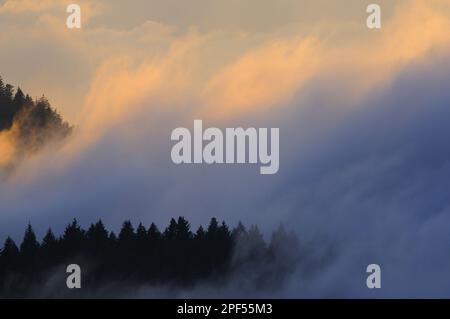 Norwegische Fichte (Picea abies), Bergwald-Lebensraum, in niedriger Wolke nach Niederschlag bei Sonnenuntergang, Dolomiten, italienische Alpen, Italien Stockfoto