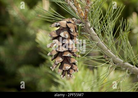 Balkankiefer, mazedonische Kiefer (Pinus peuce), Balkankiefer, Familie Kiefer, mazedonische Kiefer Nahaufnahme des weiblichen Kegels, Rila-Berge, Bulgarien Stockfoto