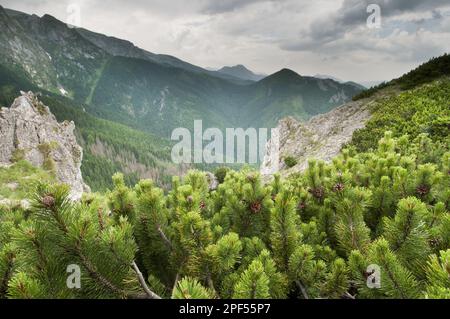 Bergkiefer (Pinus mugo), Zwergkiefer im montanen Nadelwald, Tatra-Gebirge, Westkarpaten, Polen Stockfoto