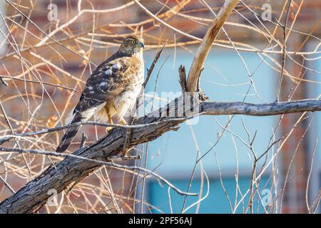 Nahaufnahme von Rotschwanz-Falken in Oklahoma Stockfoto