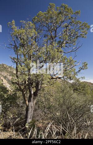 Alligatorwacholder (Juniperus deppeana), wächst in der Wüste, Chisos Mountains, Big Bend N. P. Chihuahuan Desert, utricularia ochroleuca (U.) (U.) S. A Stockfoto