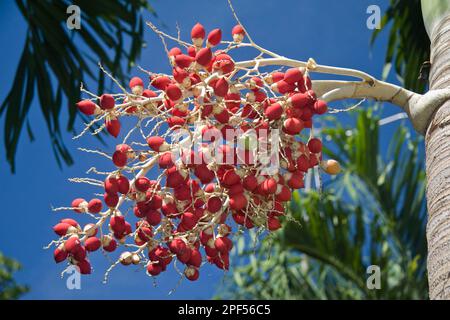 Manila Palm (Adonidia merrillii) aus der Nähe von Obst, Palawan Island, Philippinen Stockfoto