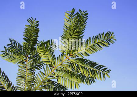 Nahaufnahme von Blättern unter der Laubfläche im Garten, Suffolk, England, Vereinigtes Königreich Stockfoto