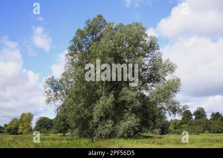 Gewohnheit der Weißen Weide (Salix alba), Anbau in nicht verbesserten Feuchtweidewiese, River Dove, Thornham Magna, Suffolk, England, Vereinigtes Königreich Stockfoto