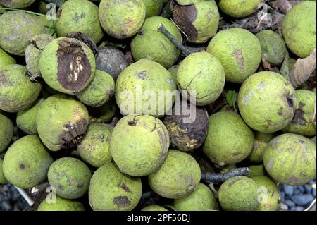 Östliche Schwarze Walnuss (Juglans nigra) -Frucht, Wind auf dem Boden, utricularia ochroleuca (U.) (U.) S. A. Stockfoto