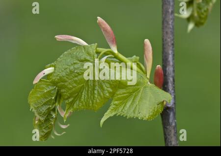 Kleinblättrige Kleinblättrige Limette (Tilia cordata), junge Blätter und Armbänder an einem Baum im Frühling Stockfoto