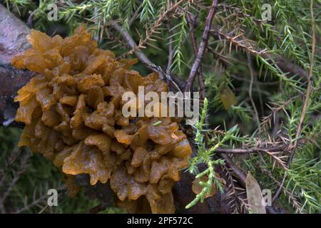 Cedar-Apple Rust (Gymnosporangium juniperi-virginianae) Gall, wächst auf Juniper (Juniperus sp.), Speen Garden, Buckinghamshire, England, United Stockfoto