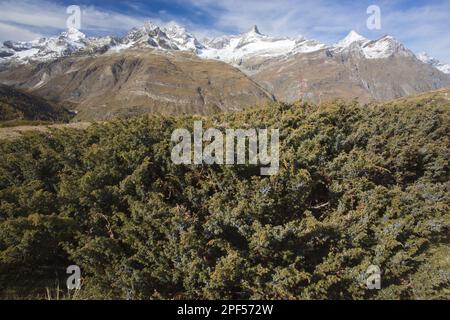 Savin (Juniperus sabina) Savin, in Obst, wächst in den Bergen (um 2400m), Schweizer Alpen, Schweiz Stockfoto