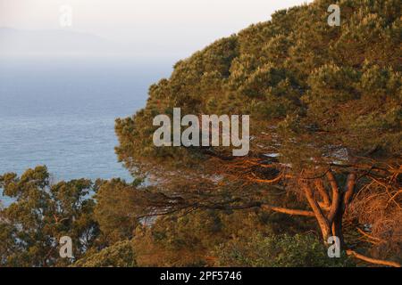 Kiefer der mediterranen Küste (Pinus sp.) Waldlebensraum in der Abendsonne, Tanger, Marokko Stockfoto