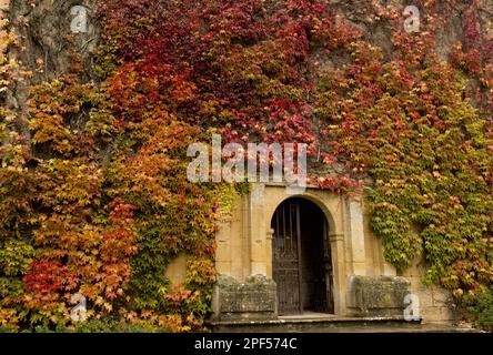 Virginia Creeper (Parthenocissus quinquefolia) führte Arten ein, Blätter in Herbstfarbe, Klettertor auf dem mittelalterlichen Schloss Chateau de Biron Stockfoto