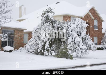 Heftiger, nasser Schneefall auf Magnolienbrüchen, zweitschwerster Schneefall seit 100 Jahren in Plano und Dallas, Texas (USA) S.A., januar 2010 Stockfoto