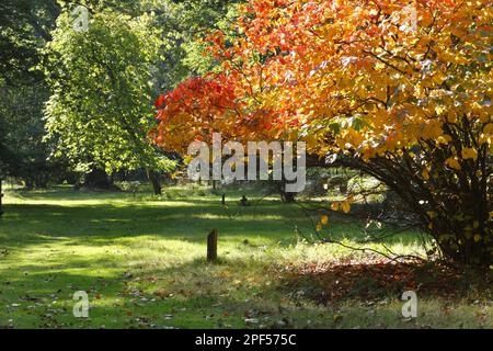 Große Gewohnheit der großen Hexenerle (Fothergilla Major) mit herbstfarbenen Blättern, Cyril Hart Arboretum, Forest of Dean, Gloucestershire, England Stockfoto