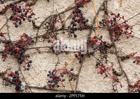 Virginia virginia virginia Creeper (Parthenocissus quinquefolia) führte Arten ein, Nahaufnahmen von Stämmen und Beeren, die an der Hauswand in Dordogne, Frankreich, wachsen Stockfoto