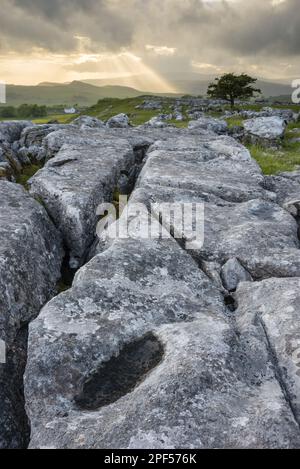 Kalksteinklippen und gemeiner Weissdorn (Crataegus monogyna) bei Sonnenuntergang, Blick über das Tal in Richtung Ingleborough, Winskill Stones, Ribblesdale Stockfoto