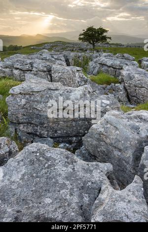 Kalksteinklippen und gemeiner Weissdorn (Crataegus monogyna) bei Sonnenuntergang, Blick über das Tal in Richtung Ingleborough, Winskill Stones, Ribblesdale Stockfoto