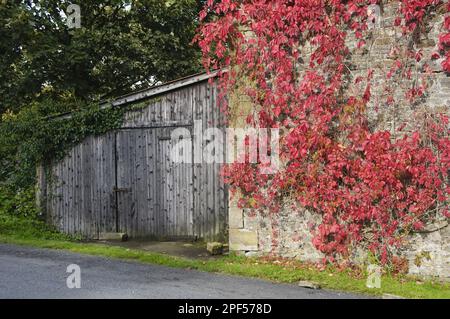 Herbstfärbung der Blätter von Virginia virginia creeper (Parthenocissus quinquefolia), klettern auf eine Mauer eines Steingebäudes, Whitewell, Lancashire, Stockfoto