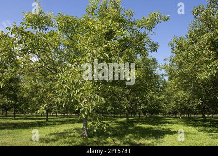 Walnusshaine mit reifen Früchten in der Nähe von Sainte-Foy-la-Grande, Gironde, Frankreich Stockfoto