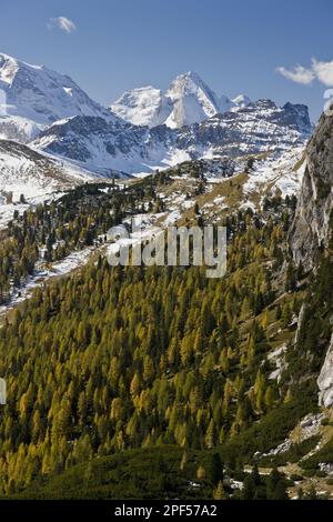 Europäische Lärche (Larix decidua), Blick über den Lebensraum des europäischen Larchenwaldes in Richtung Berggipfel nach frühem Schnee, von Passo Val Parola in Richtung Stockfoto