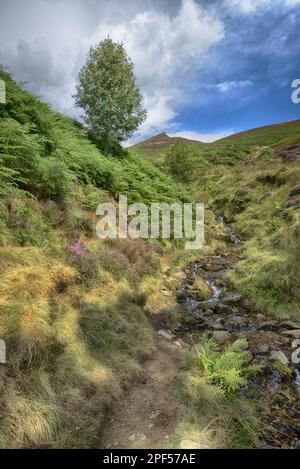 Blick auf den Fluss mit europäischem Ruwan (Sorbus aucuparia), Heidekraut und Farn auf dem Moor, Grindsbrook Clough, Edale, Peak District N. P. Derbyshire Stockfoto