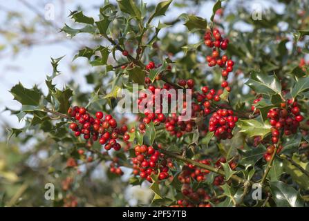 Holly, Common Holly, European Holly (Ilex aquifolium), rote Beeren und grüne Blätter im Frühherbst, Berkshire, England, Vereinigtes Königreich Stockfoto