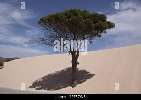 Kiefer, italienische Steinkiefer, mediterrane Kiefer, Regenschirm Kiefer, Familie Kiefer, Steinkiefern werden von den sich bewegenden Sanddünen des Coto Donana umhüllt Stockfoto