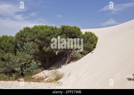 Kiefer, italienische Steinkiefer, mediterrane Kiefer, Regenschirm Kiefer, Familie Kiefer, Steinkiefern werden von den sich bewegenden Sanddünen des Coto Donana umhüllt Stockfoto