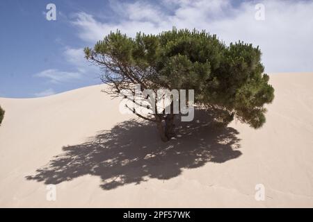 Kiefer, italienische Steinkiefer, mediterrane Kiefer, Regenschirm Kiefer, Familie Kiefer, Steinkiefern werden von den sich bewegenden Sanddünen des Coto Donana umhüllt Stockfoto