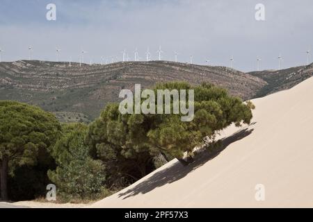 Kiefer, italienische Steinkiefer, mediterrane Kiefer, Schirmkiefer, Steinkiefer werden von den beweglichen Sanddünen Andalusiens, Spanien, umgeben. Beachten Sie die Stockfoto