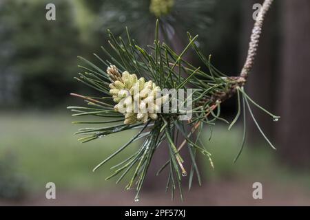 Männliche Zapfen und Blätter von Shore oder Beach Pine (Pinus) contorta Stockfoto