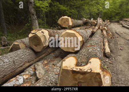 Europäische Fichte (Picea abies), Rote Fichte, norwegische Fichte, Familie Kiefer, große, gefällte Stämme der norwegischen Fichte im Wald, Vercors, Französische Alpen, Frankreich Stockfoto