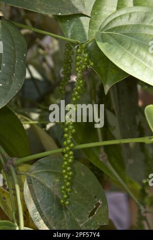 Schwarzer Pfeffer wird gewonnen, indem die grünen, unreifen Beeren aus der Pfefferpflanze geerntet werden. Sobald die grünen Beeren von der Pflanze gepflückt sind, produzieren sie Stockfoto