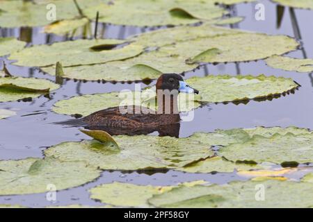 Maskierte Ente (Nomonyx dominicus), männlicher Erwachsener, Zuchthupfer, Schwimmen zwischen Seerosenbüchsen, Tobago, Trinidad und Tobago Stockfoto