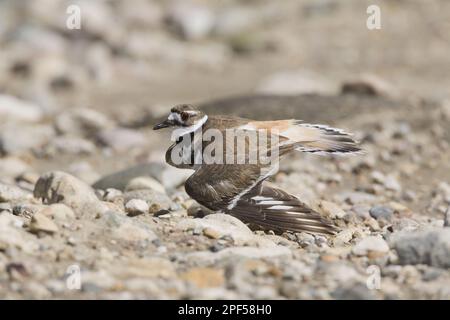 Killdeer (Charadrius vociferus), Erwachsener, der ein Ablenkungsdisplay mit „gebrochenem Flügel“ in der Nähe von Nest, North Dakota (U.) S.A., vorführt Stockfoto