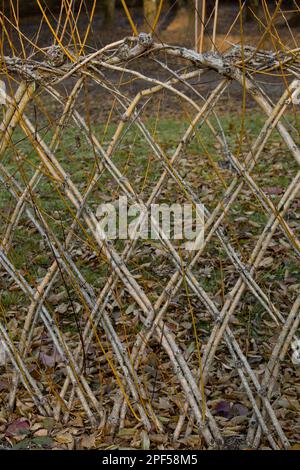 Lebende Weidenzäune, Dordogne, Frankreich Stockfoto