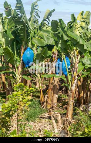 Cariari, Costa Rica, Bananen, die auf einer Plantage im Nordosten Costa Ricas reifen Stockfoto