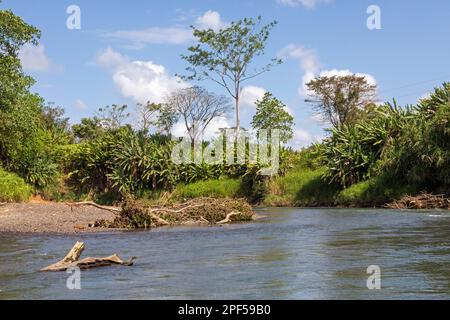 Muelle San Carlos, Costa Rica, Rio Penas Blancas, ein Fluss im Norden Costa Ricas Stockfoto