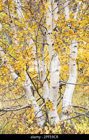 Arktische Zwergbirke (Betula humilis), Vaglaskogur, Nordinsland, Island Stockfoto