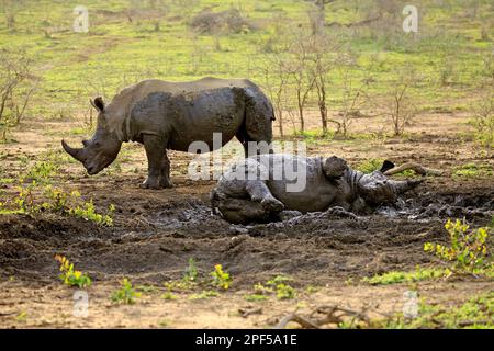 Weiße Nashörner (Ceratotherium simum), im Schlammbad, Hluhluwe Umfolozi Nationalpark, Hluhluwe Imfolozi Nationalpark, KwaZulu Natal, Süden Stockfoto