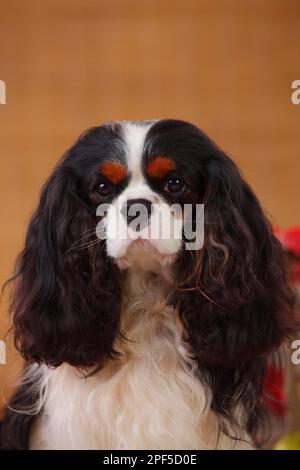 Kavalier König Charles Spaniel, dreifarbig, 2 Jahre alt Stockfoto