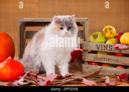 Britischer Longhair, blauer Tortie-weißer Stockfoto