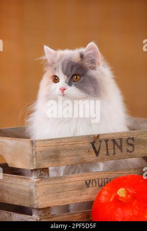Britischer Longhair, blauer Tortie-weißer Stockfoto