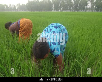 Naogaon, Bangladesch. 17. März 2023. Einheimische Bauerninnen auf Santal arbeiten während des Sonnenuntergangs auf einem Reisfeld am Stadtrand des Kornai-Dorfes im Bezirk Naogaon. (Kreditbild: © MD Mehedi Hasan/ZUMA Press Wire) NUR ZUR REDAKTIONELLEN VERWENDUNG! Nicht für den kommerziellen GEBRAUCH! Stockfoto